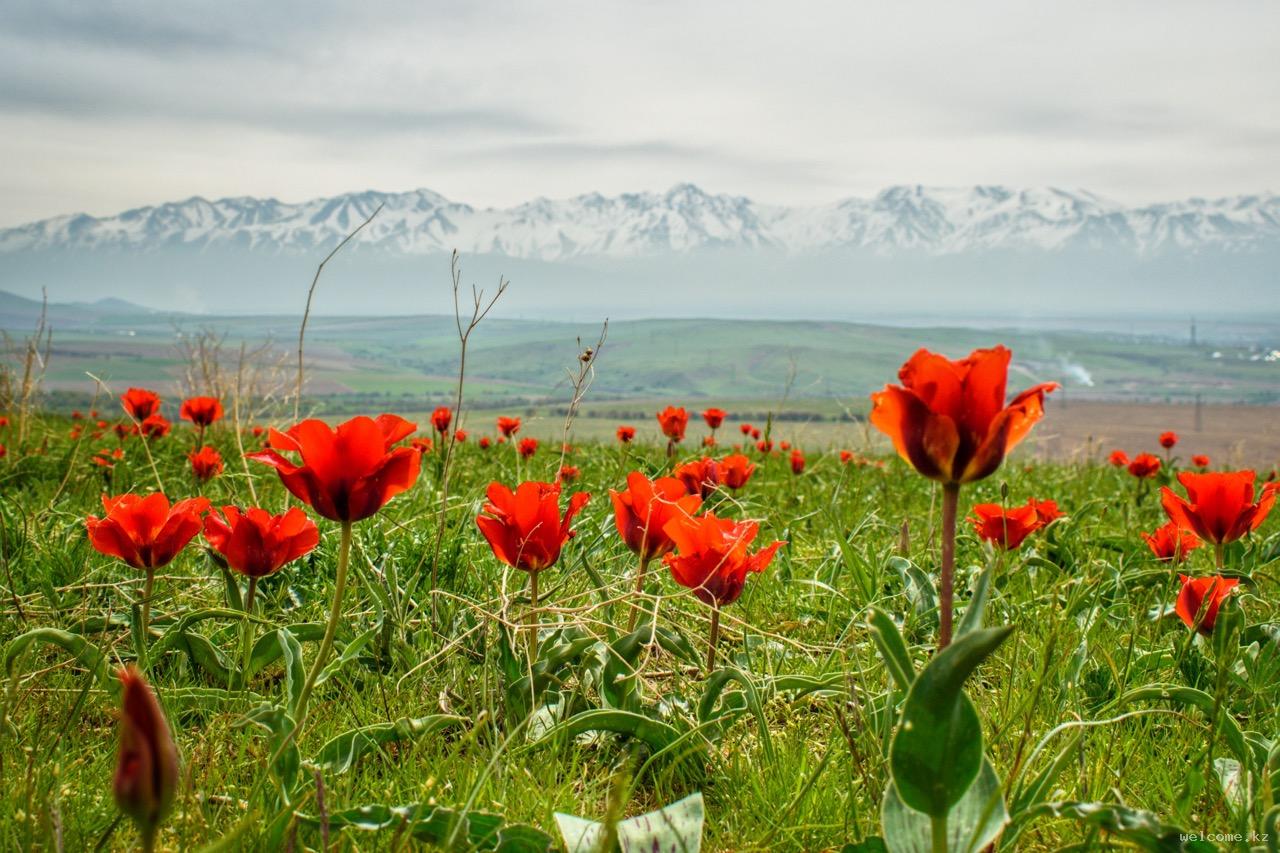 Тюльпан Грейга