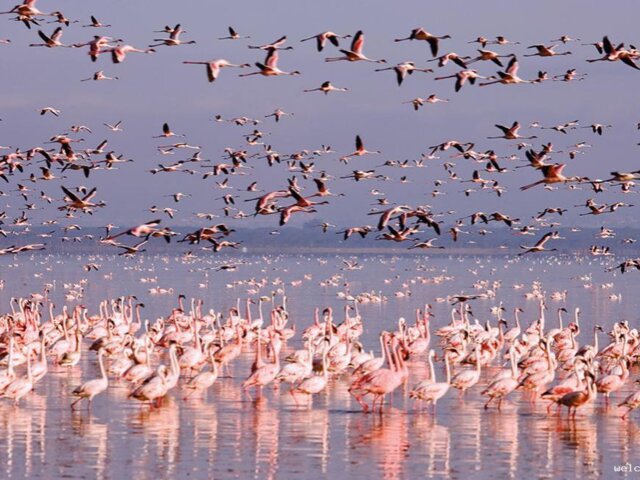 -Тенгиз-фламинго