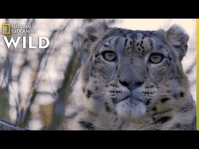Snow Leopards 101 | Nat Geo Wild