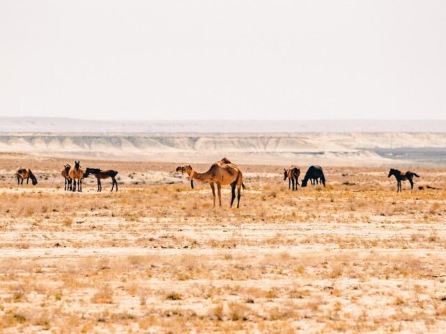 0. Mangystau_region (7)