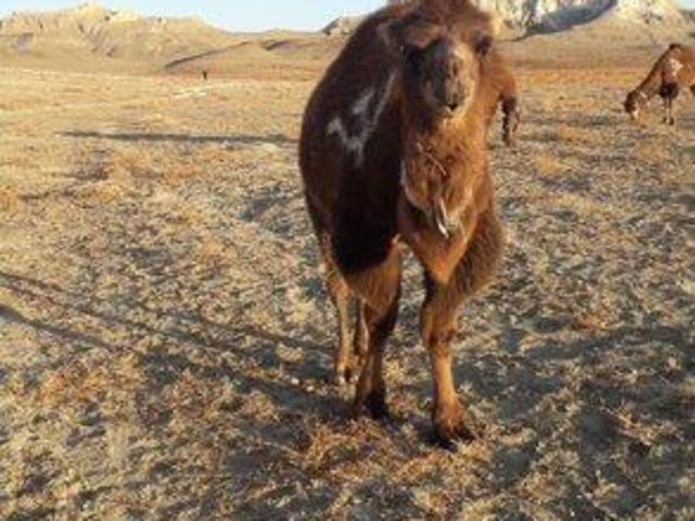 Mangystau_region (4)