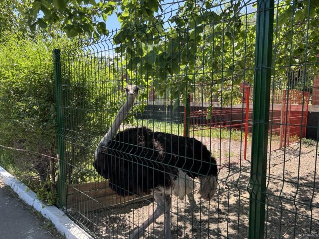 Zoo 5