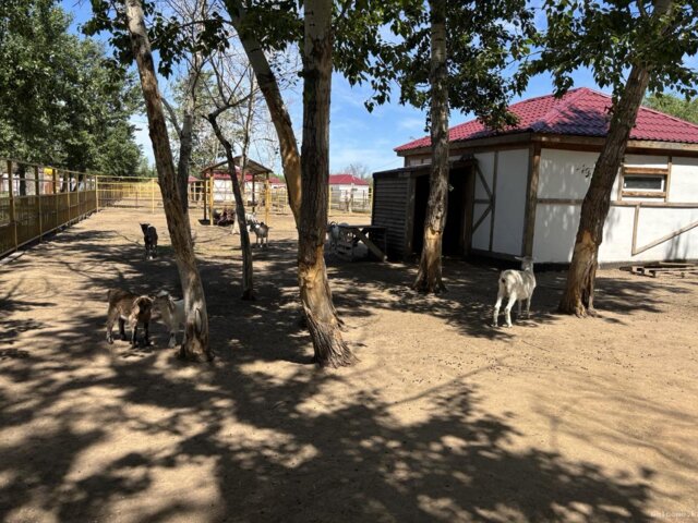 Zoo 10