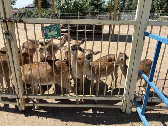 Zoo 18