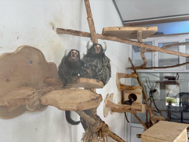 Zoo 43