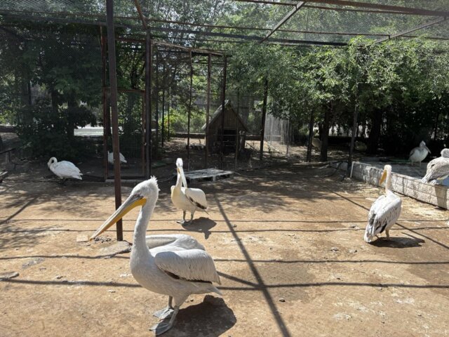 Zoo 31