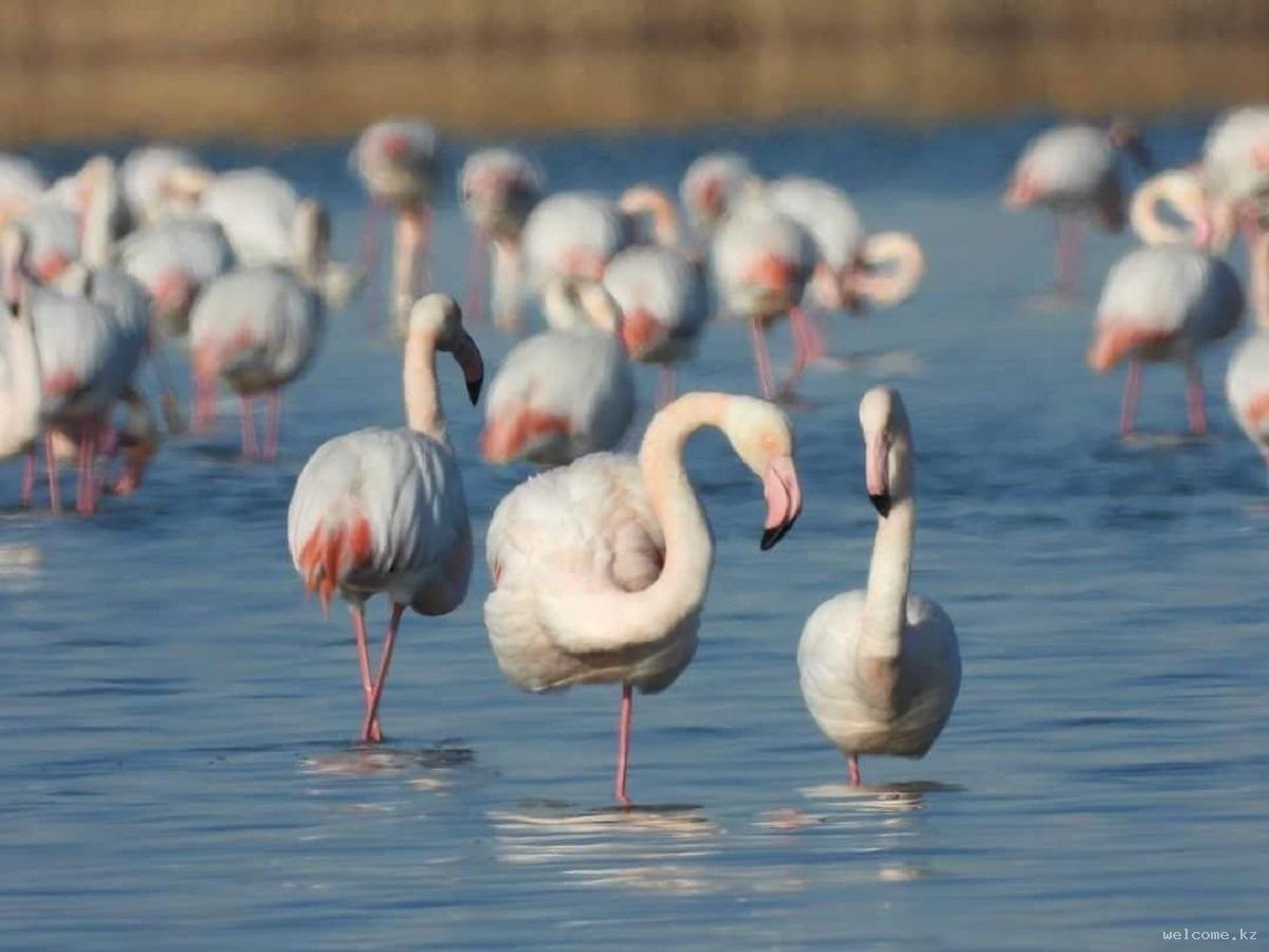 Фламинго на озере Караколь