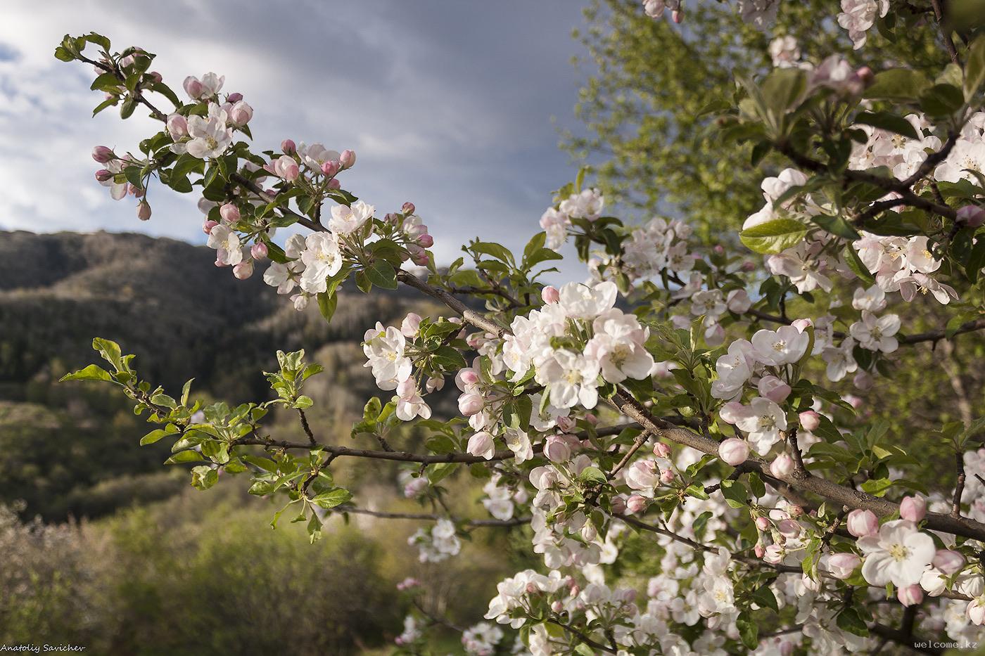 Sievers apple tree