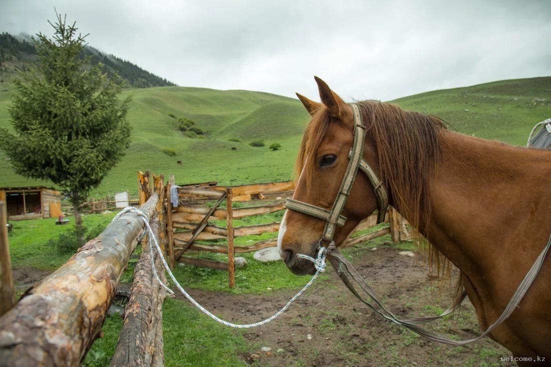 5-day Horseback Tour in Kungey Alatau