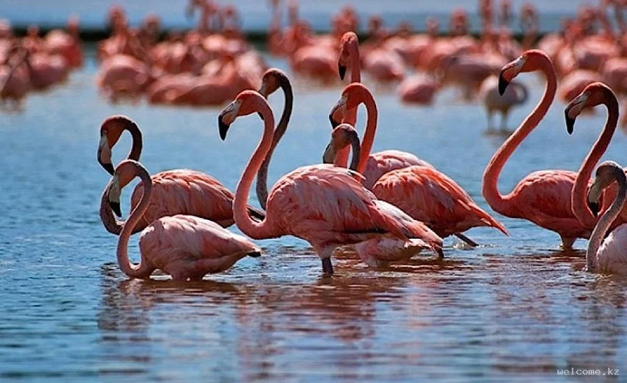 Flamingoes in Kazakhstan