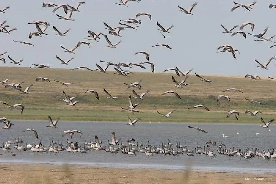Birdwatching in Kazakhstan
