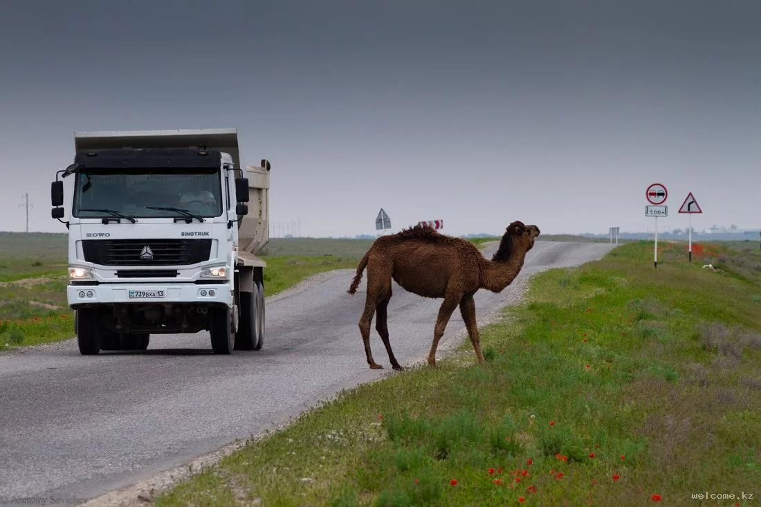 Ancient Cities of Kazakhstan Tour