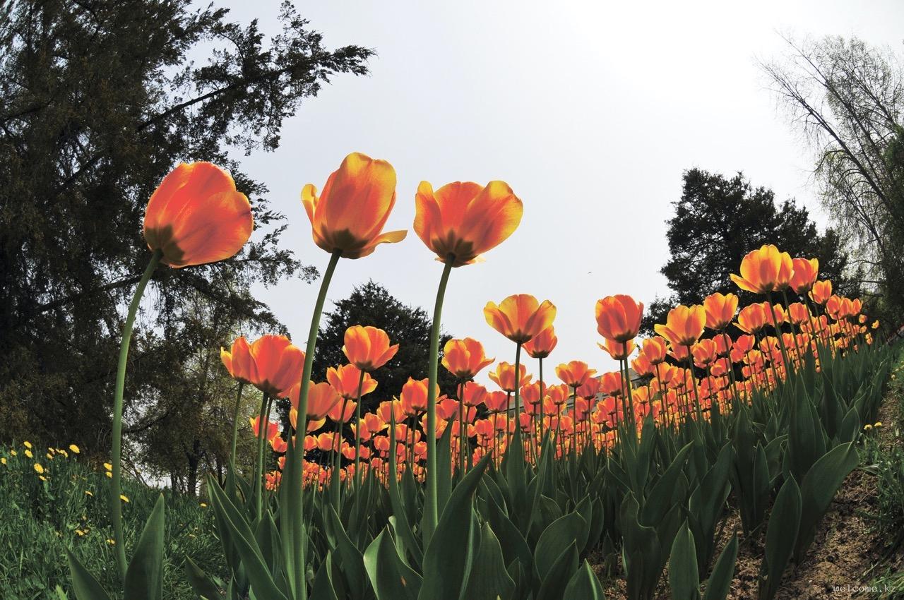 Kazakhstan: the Birthplace of Tulips