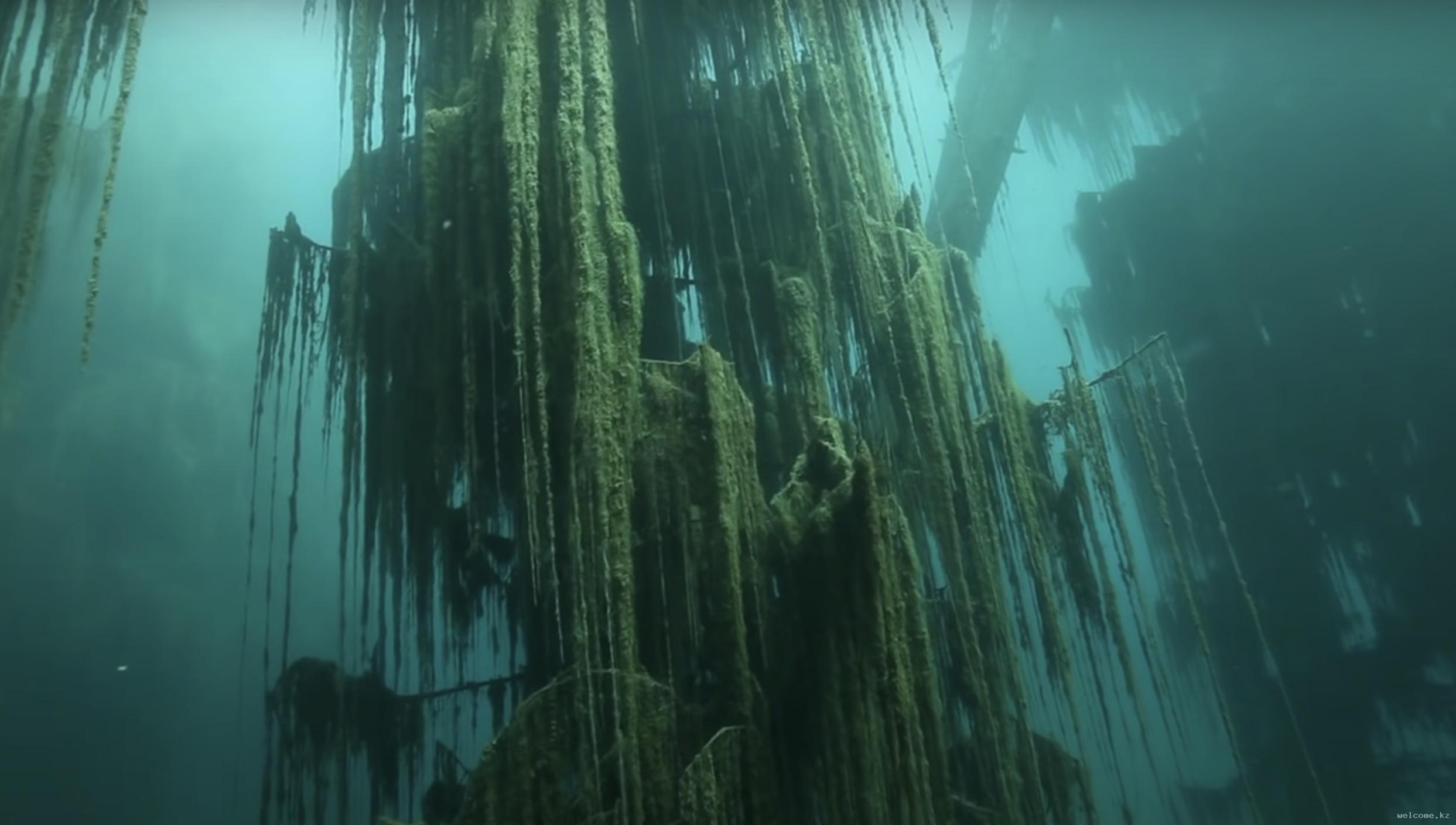 Растущая на дне озера. Подводный лес в озере Каинды. Подводный лес Казахстан озеро Каинды Казахстан. Озеро Каинды дайвинг. Затонувший лес озера Каинды Казахстан.
