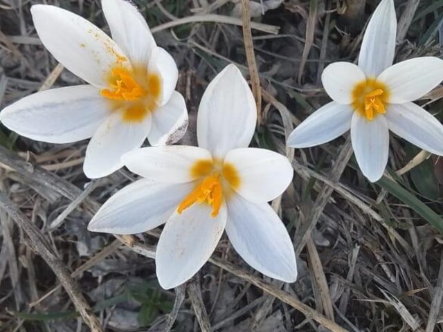 IMG-20210207-WA0011