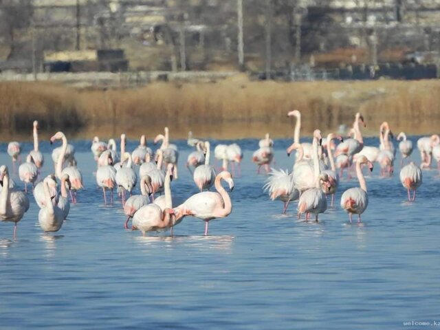 flamingo