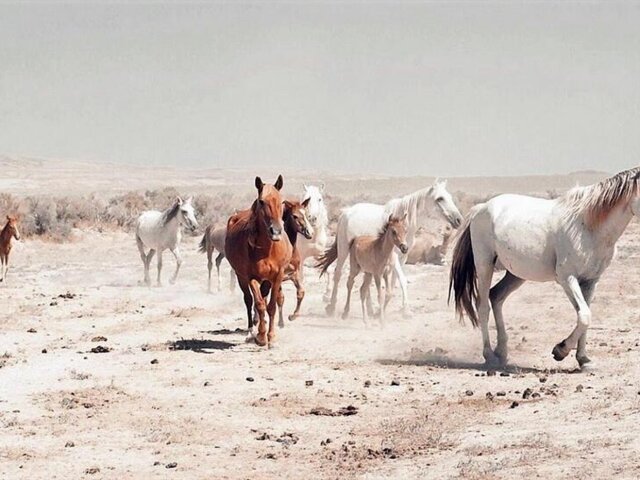 0. Mangystau_region
