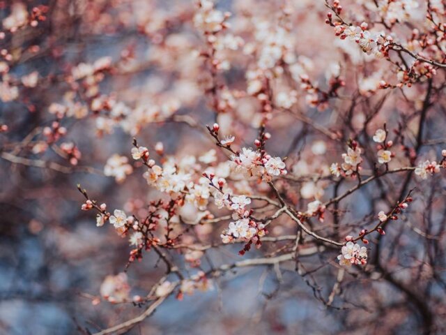 pexels-visit-almaty-11779665 Large