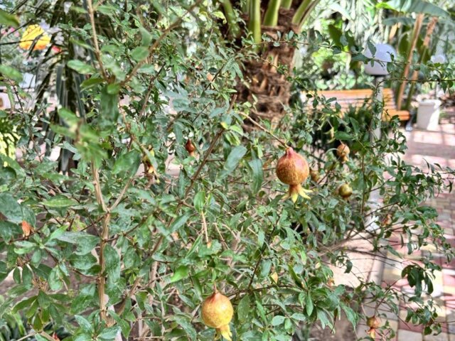 IMG_0046 — крупный размер