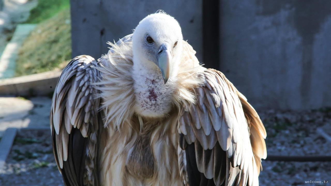 Зоопарк в Алматы